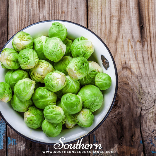 Long Island Improved Brussels Sprouts – 250 Seeds