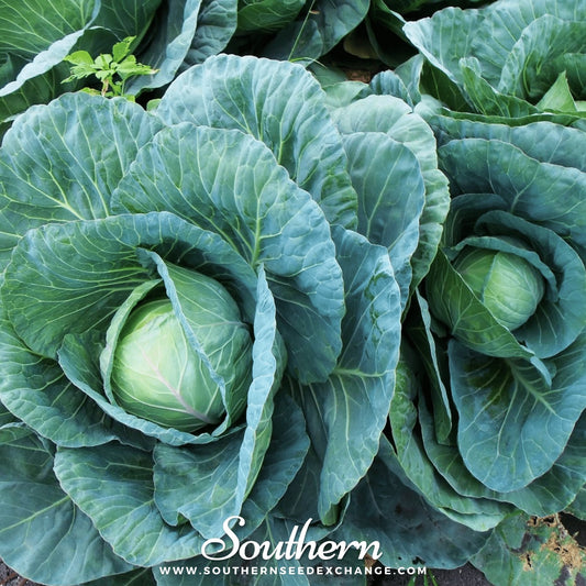 Close-up of green cabbages with 'Southern' branding and website.