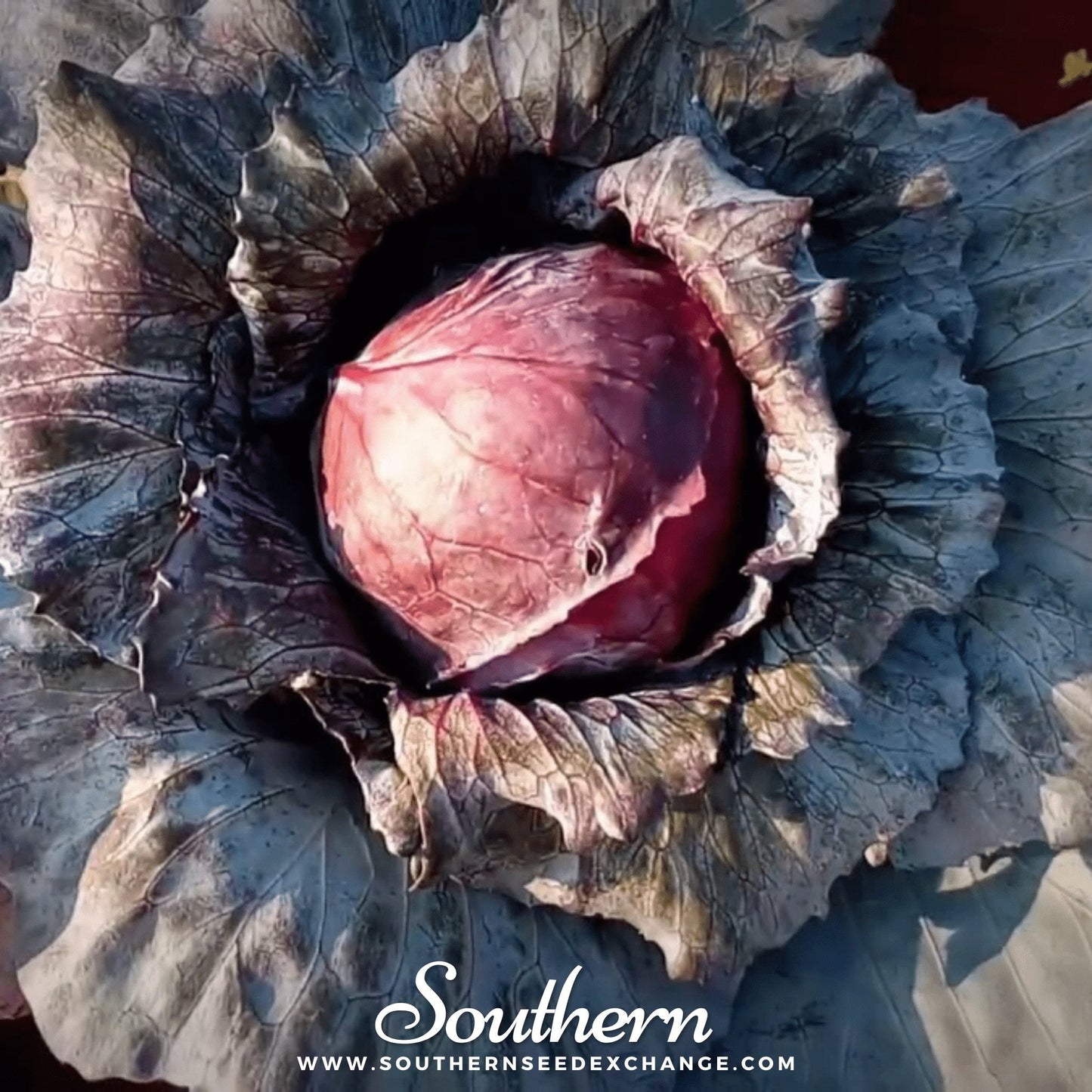 Close-up of a large purple cabbage with 'Southern' branding.