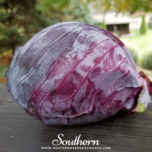 Purple cabbage on a wooden surface with a blurred outdoor background