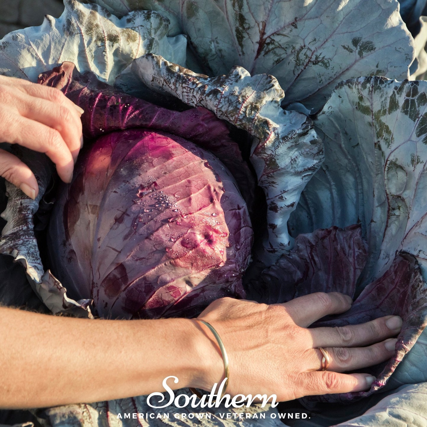 Person holding a large purple cabbage with 'Southern' branding.