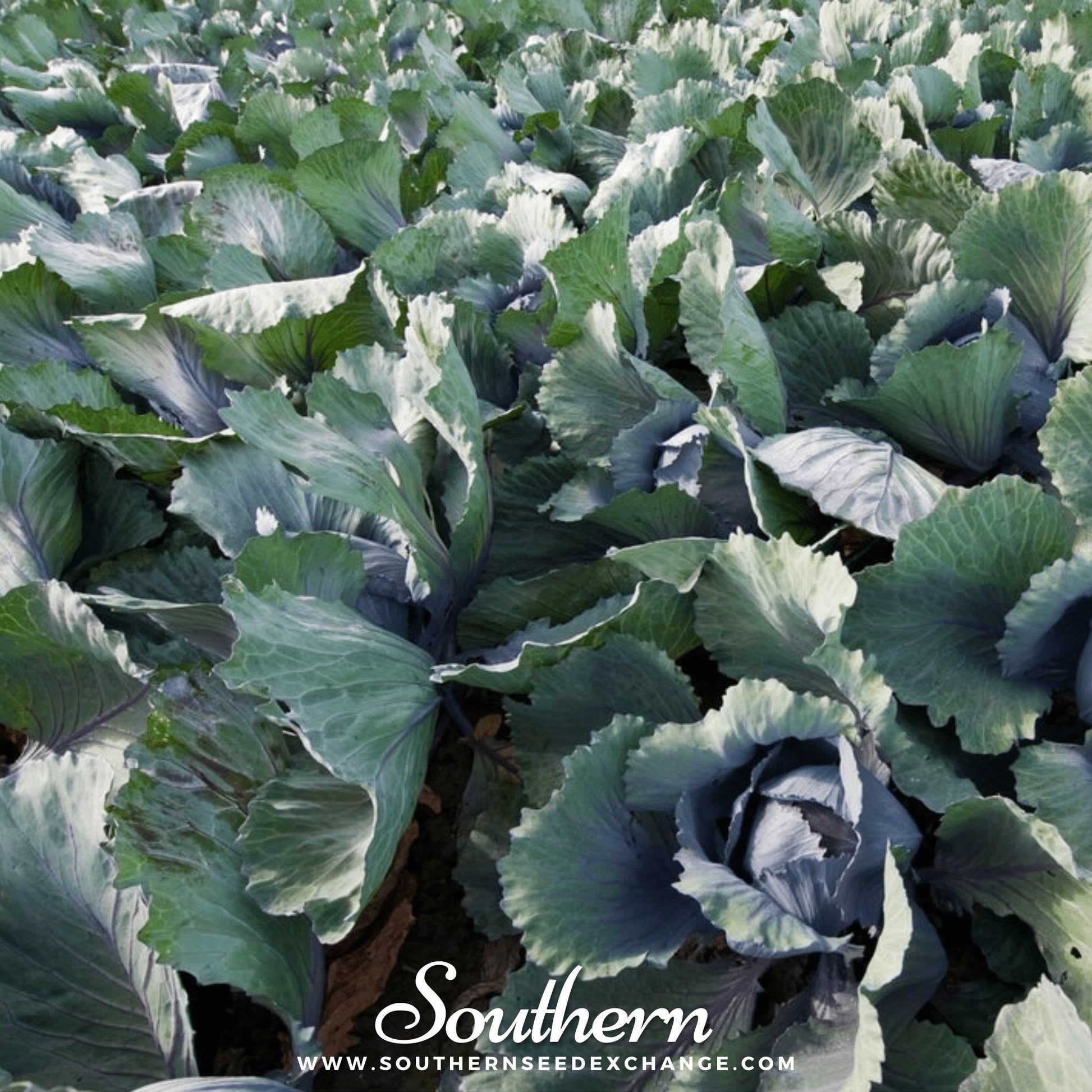 Close-up of cabbage plants with 'Southern' brand logo and website text.