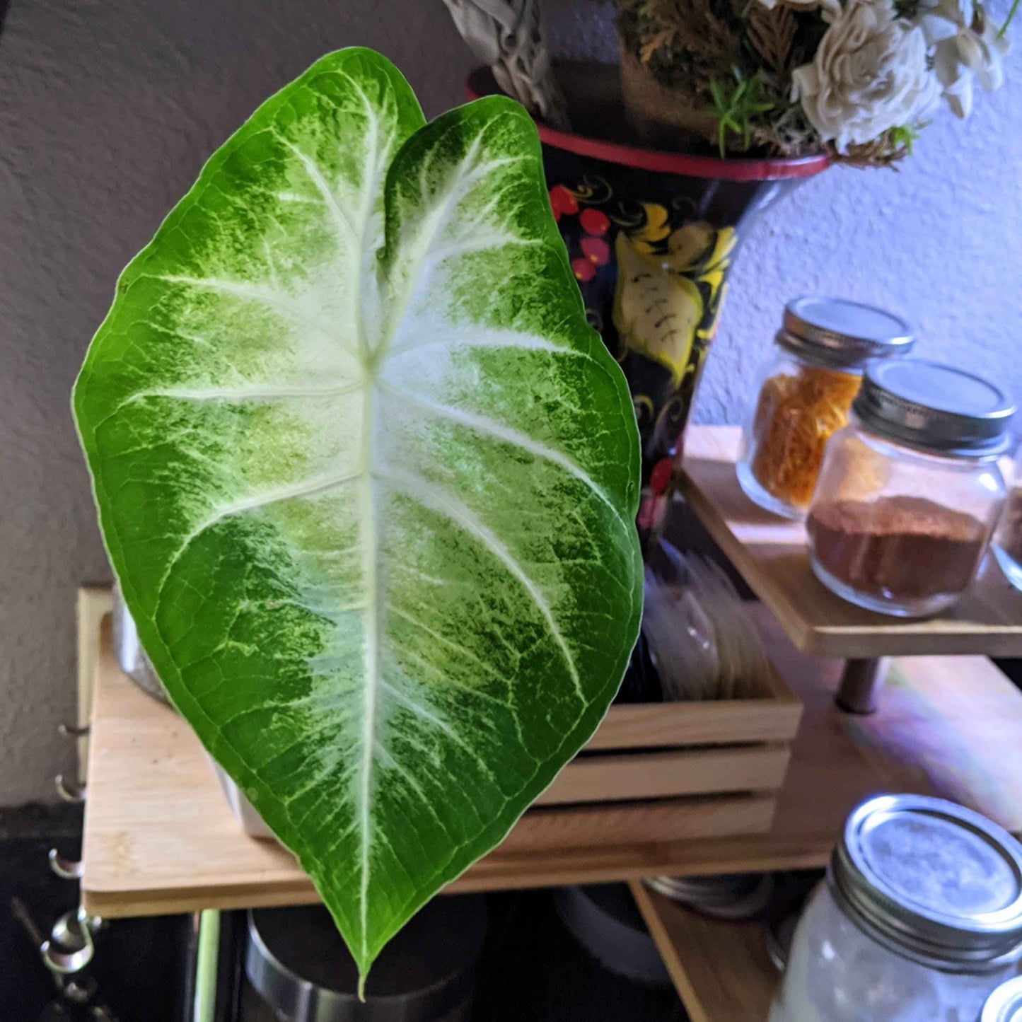 Caladium Mix Bulbs