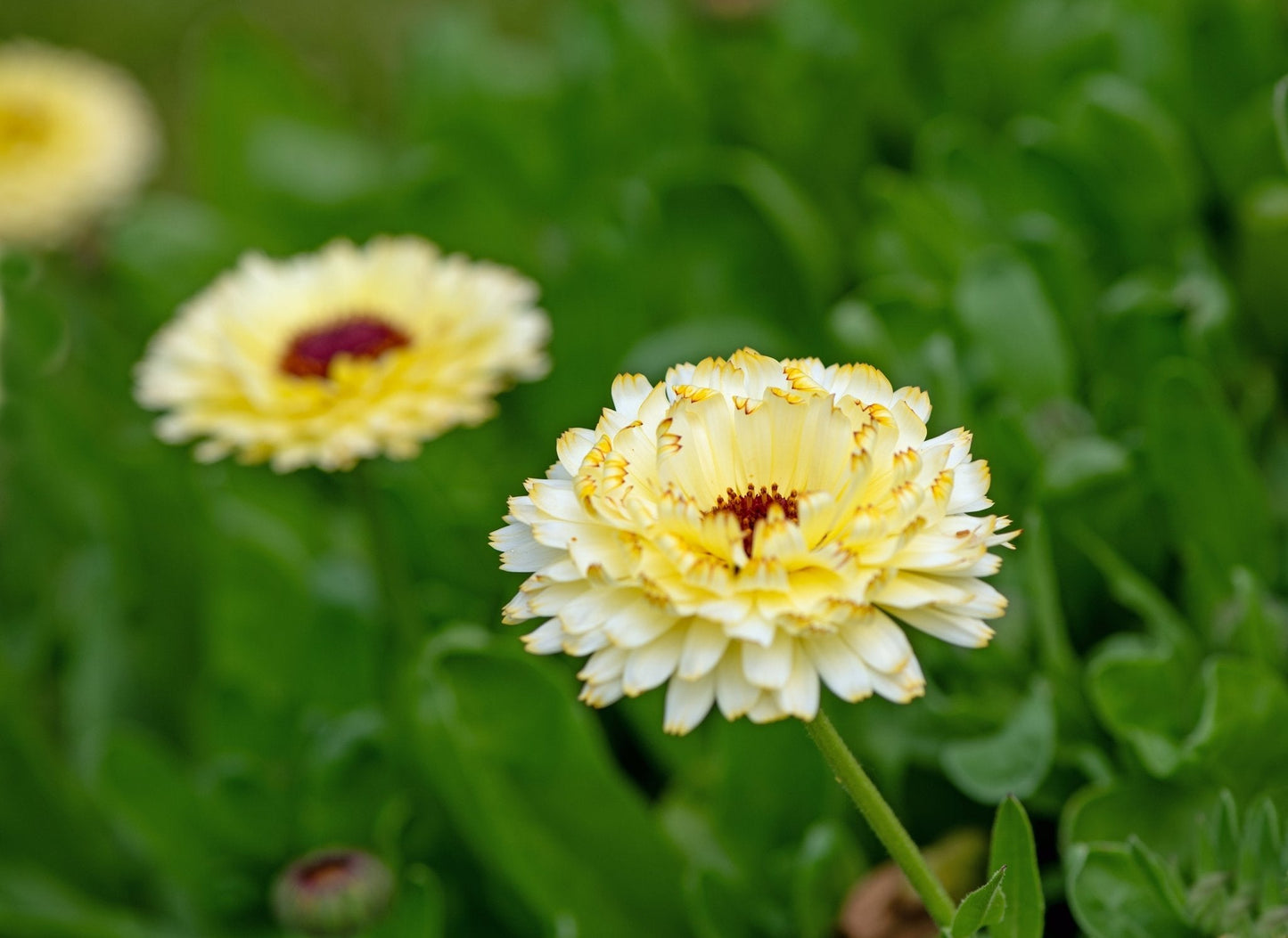 Close-up of a yellow Calendula flower with green leaves in the background
