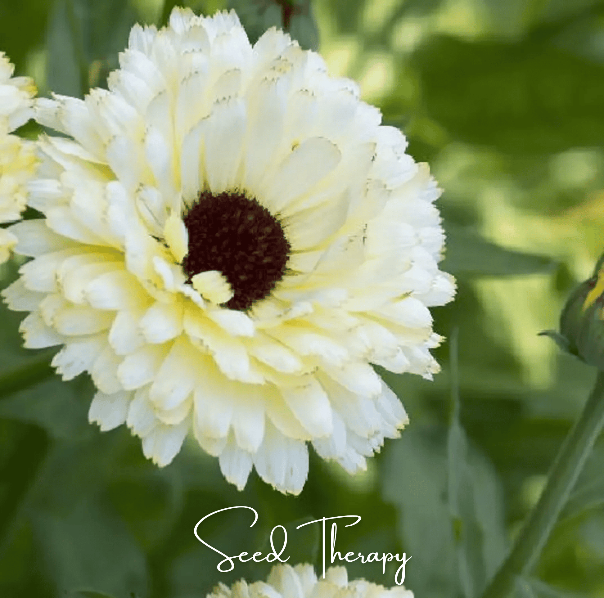 Close-up of a white Calendula flower with a blurred green background, featuring the brand 'Seed Therapy'.