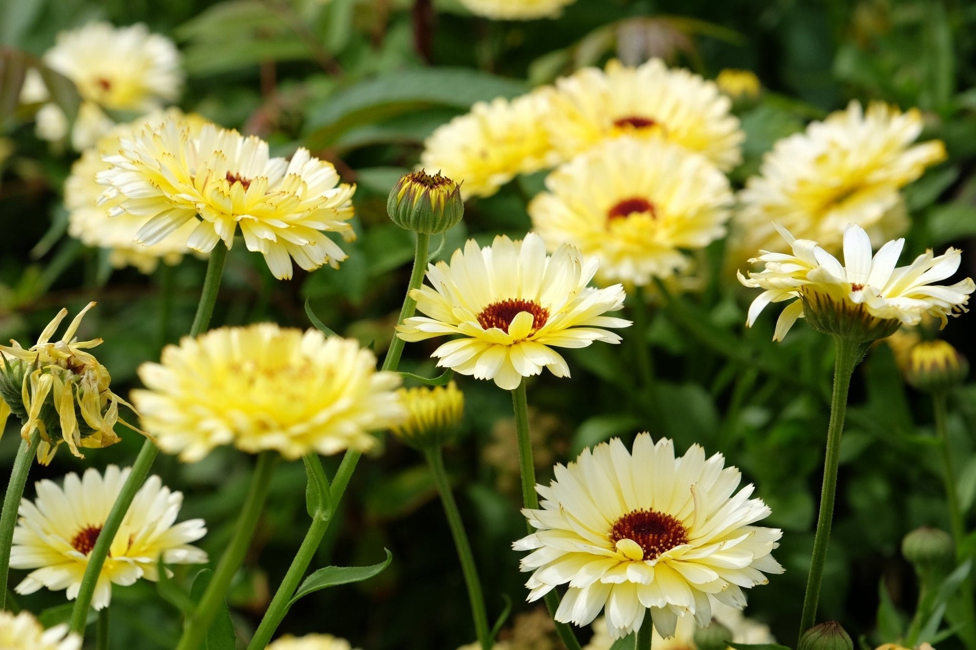 Yellow Calendula flowers with green leaves in a garden setting
