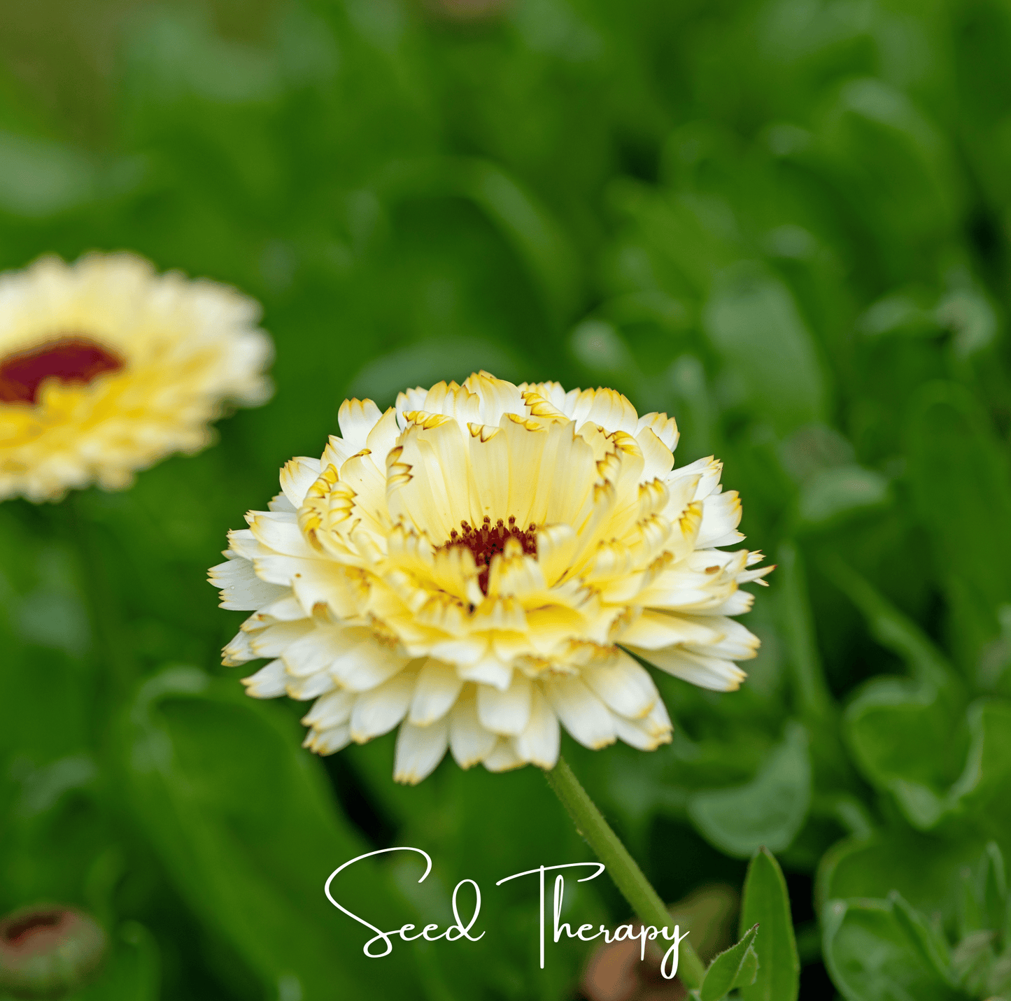 Close-up of a yellow Calendula flower with green leaves in the background, featuring the brand 'Seed Therapy'.