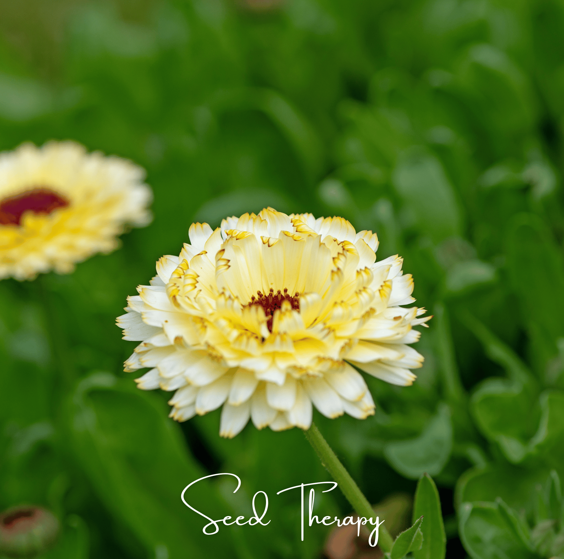 Close-up of a yellow Calendula flower with green leaves in the background, featuring the brand 'Seed Therapy'.