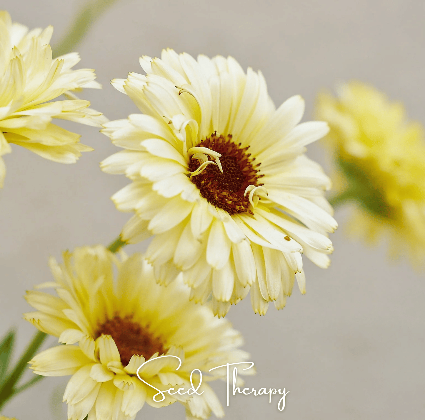 Close-up of yellow Calendula flowers with a blurred background, featuring the brand 'Seed Therapy'.