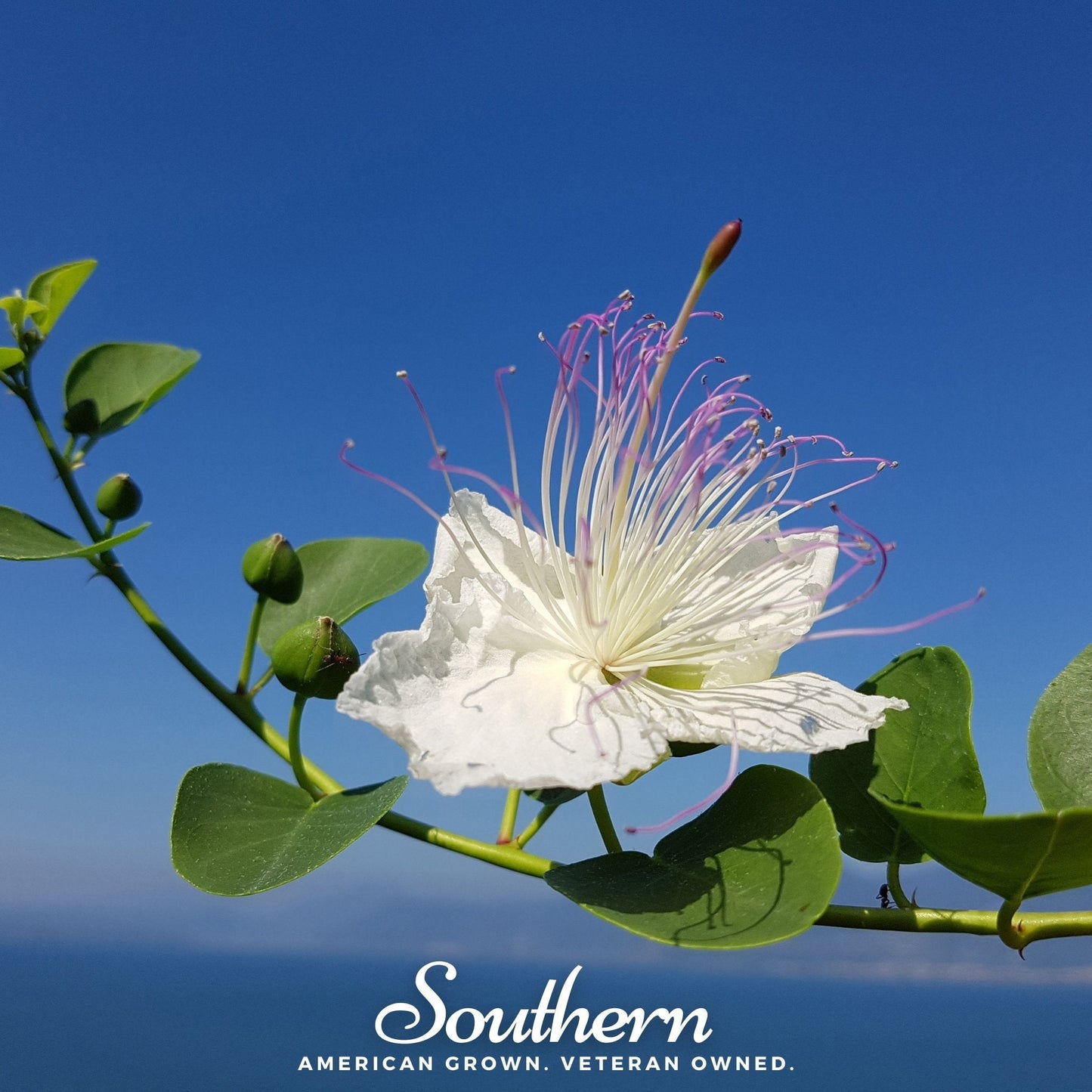 White flower with pink stamens on a branch against a blue sky, featuring the 'Southern' brand logo.