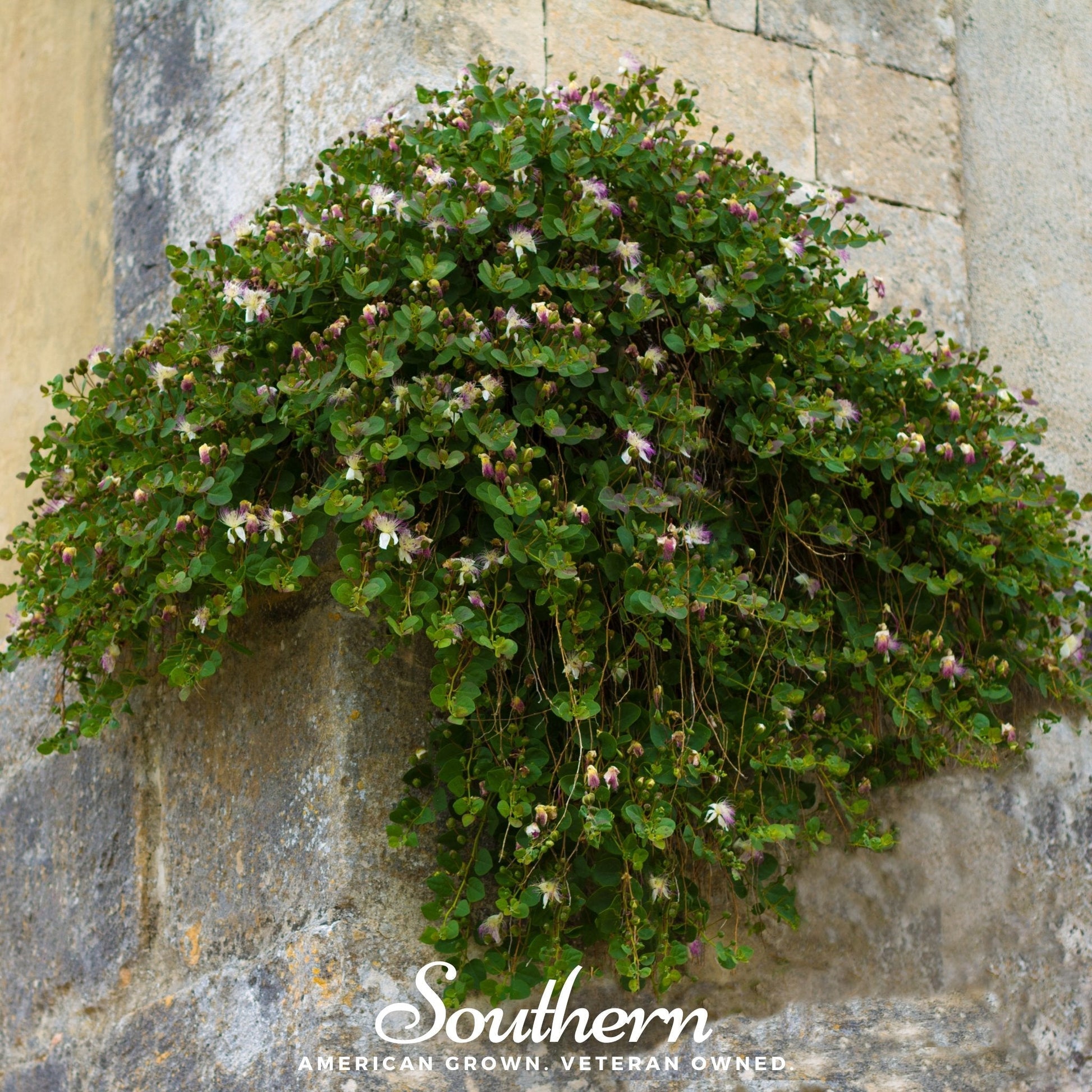 Caper Plant hanging from a stone wall with 'Southern' branding.