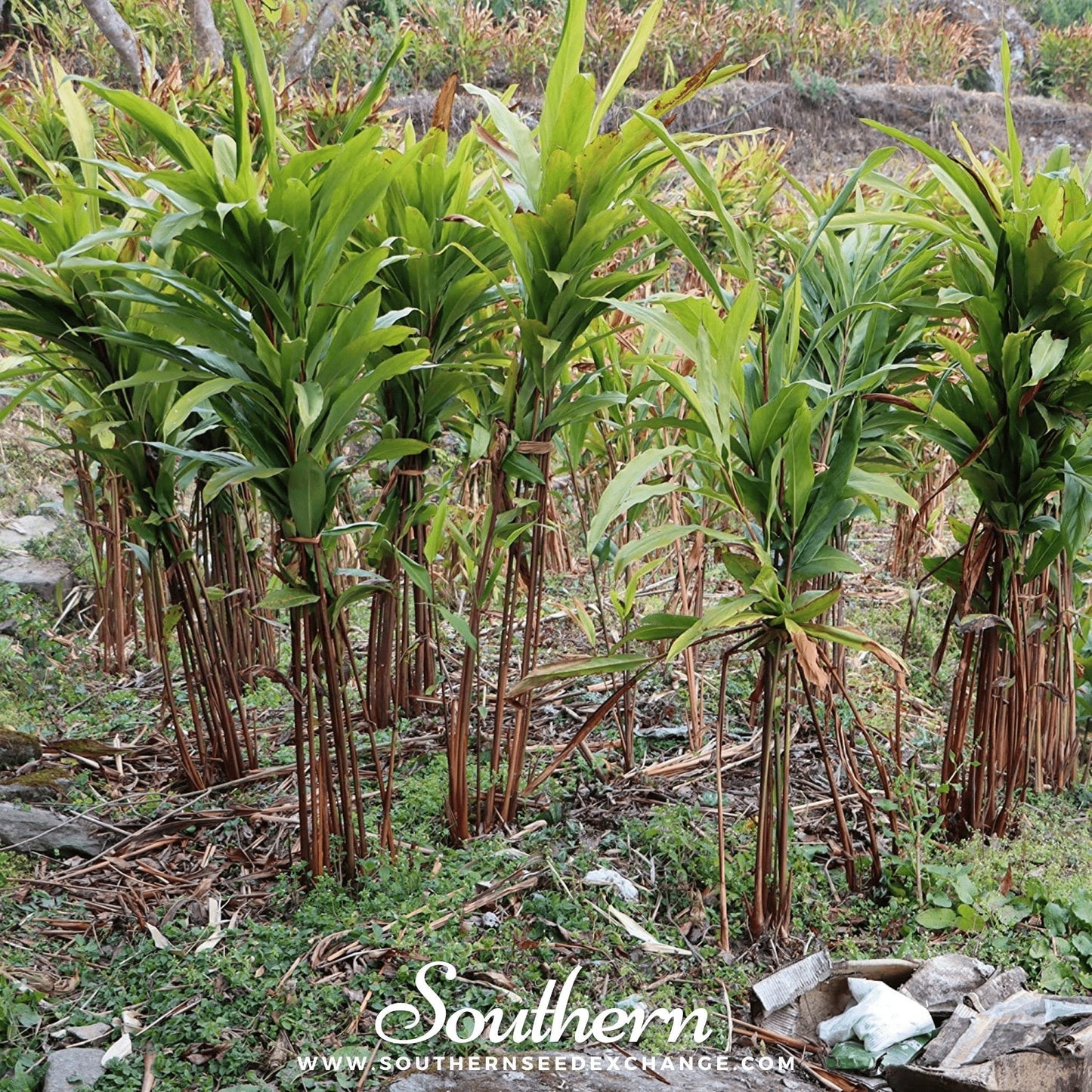 Black Cardamom – 10 Seeds