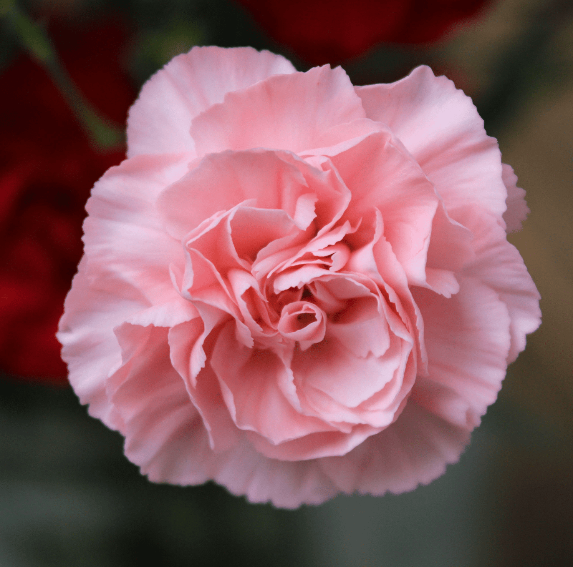 Close-up of a pink carnation flower with a blurred red background