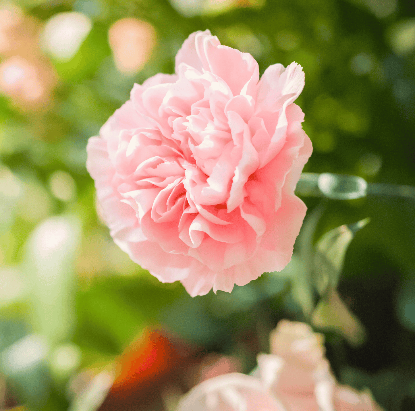 Close-up of a pink flower with a blurred green background