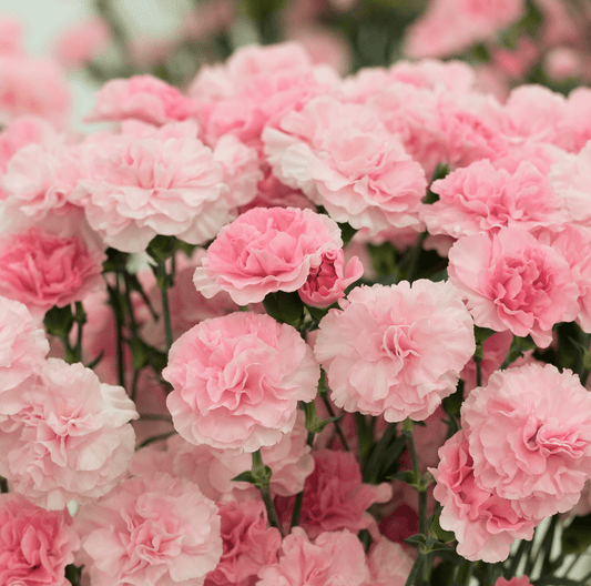Close-up of pink carnations with a blurred background