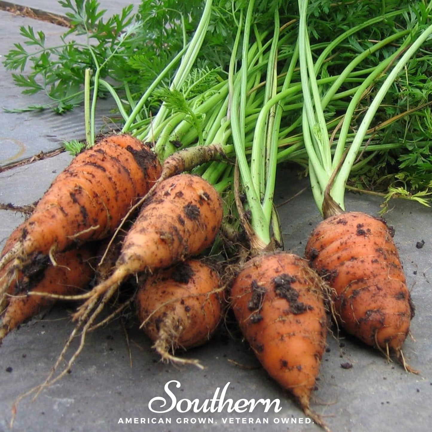 Bunch of fresh carrots with green tops on a gray surface, featuring 'Southern' branding.