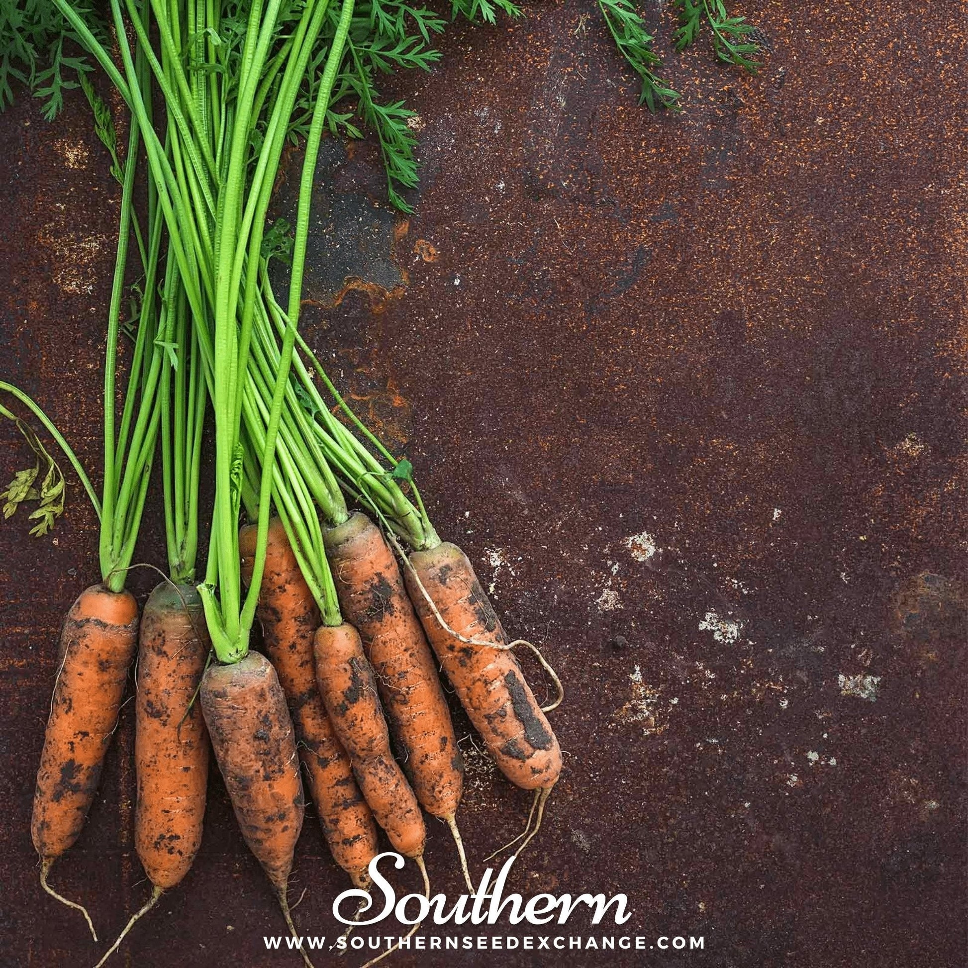 Bunch of fresh carrots with green tops on a rustic brown background, featuring the brand 'Southern'.