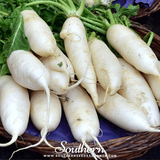 White carrots in a wicker basket with 'Southern' branding.
