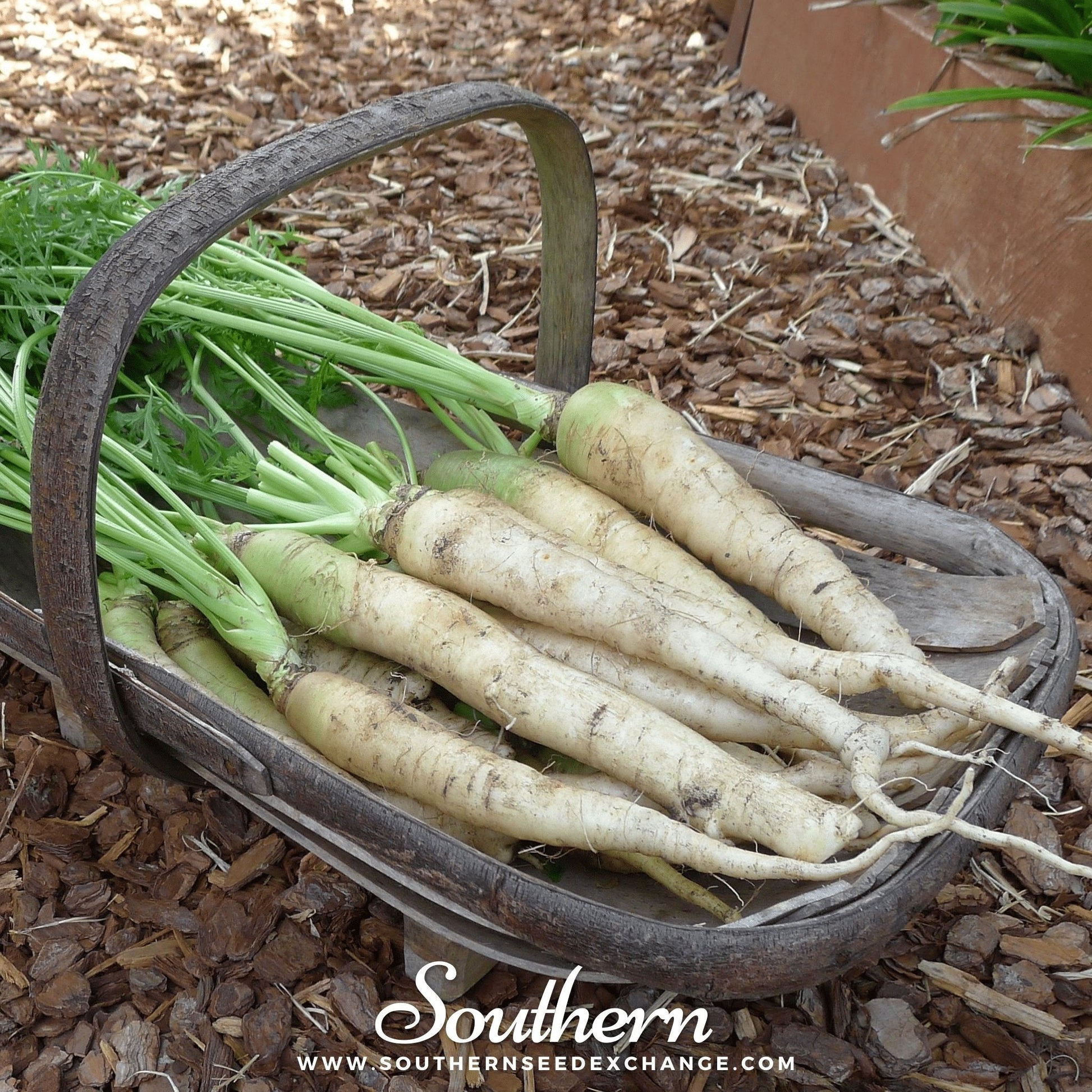 Basket of white carrots with green tops on a wooden surface, featuring the brand 'Southern Seed Exchange'.
