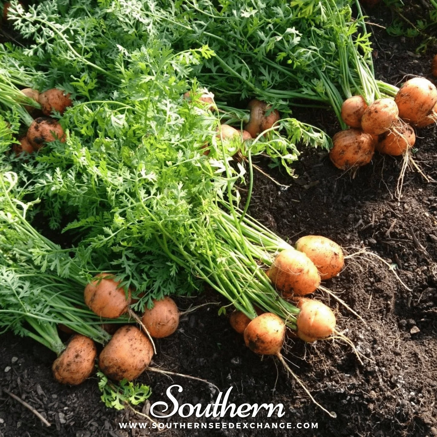 Newly harvested parisian carrots with green leaves on a bed of soil, branded 'Southern'.