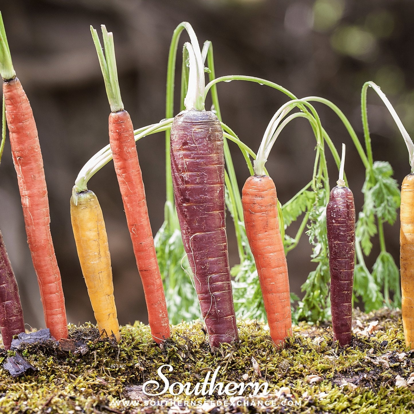 Colorful carrots with green tops on a bed of moss, branded 'Southern'.