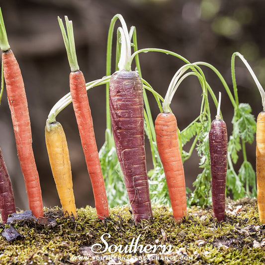 Colorful carrots with green tops on a bed of moss, branded 'Southern'.