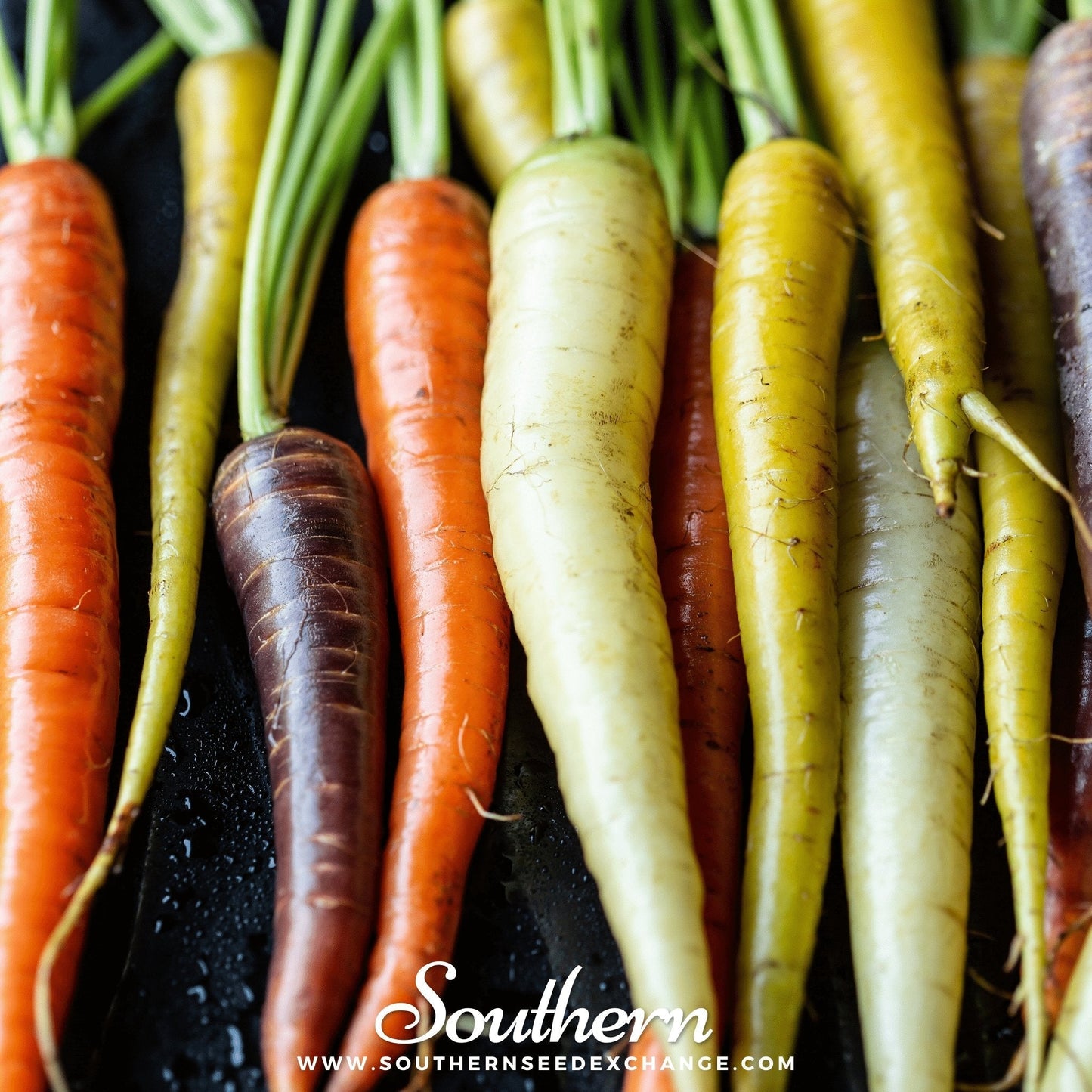 Assorted colorful carrots on a dark background with 'Southern' branding.