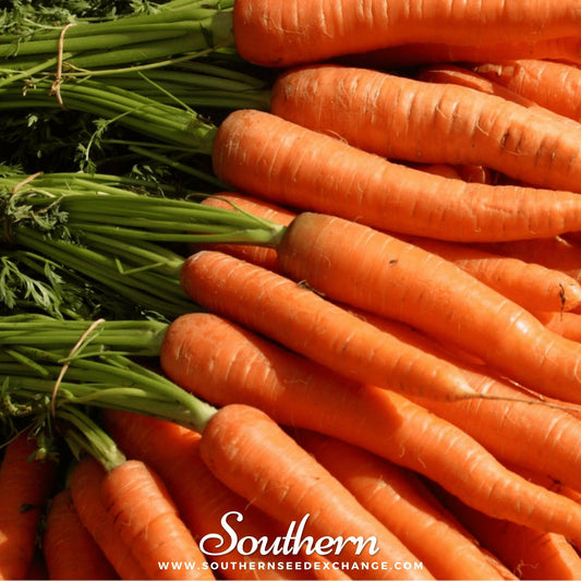 Bundles of fresh carrots with green tops, branded 'Southern Seed Exchange'.