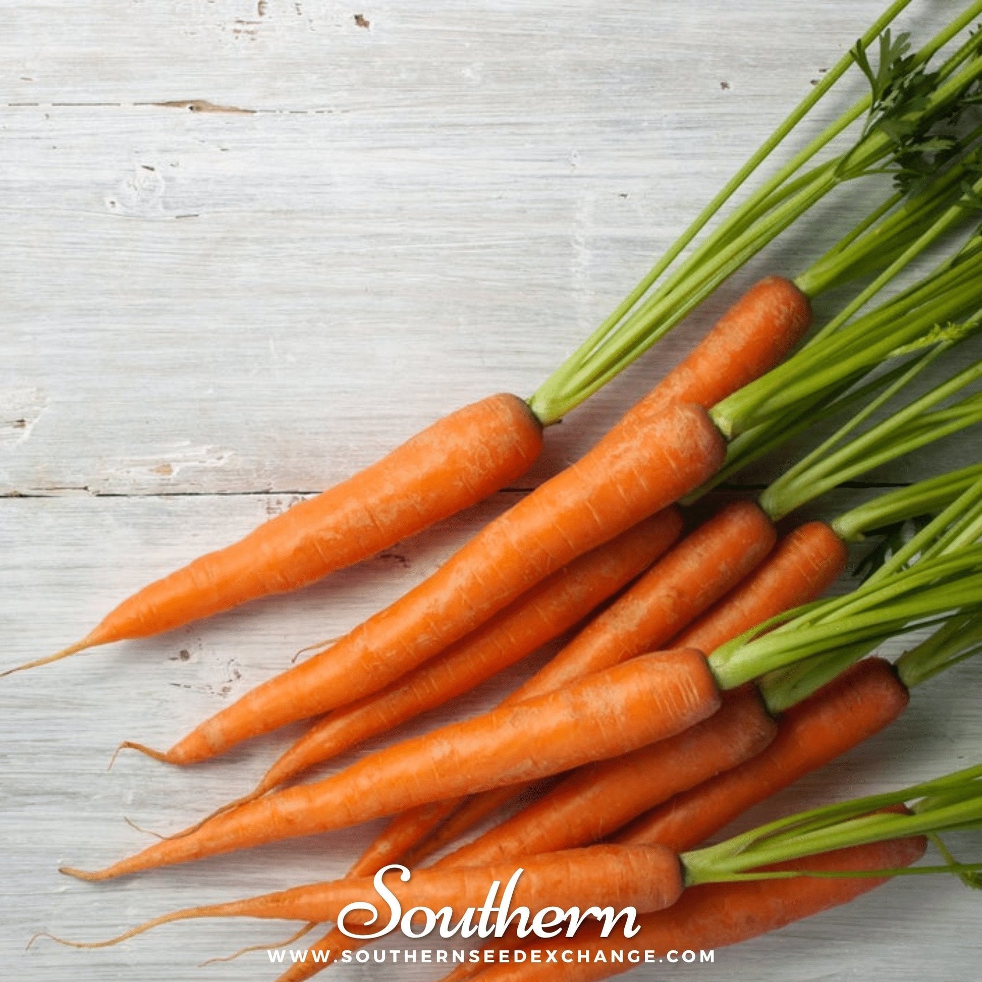 Bunch of carrots with green tops on a light wooden surface, branded 'Southern Seed Exchange'.