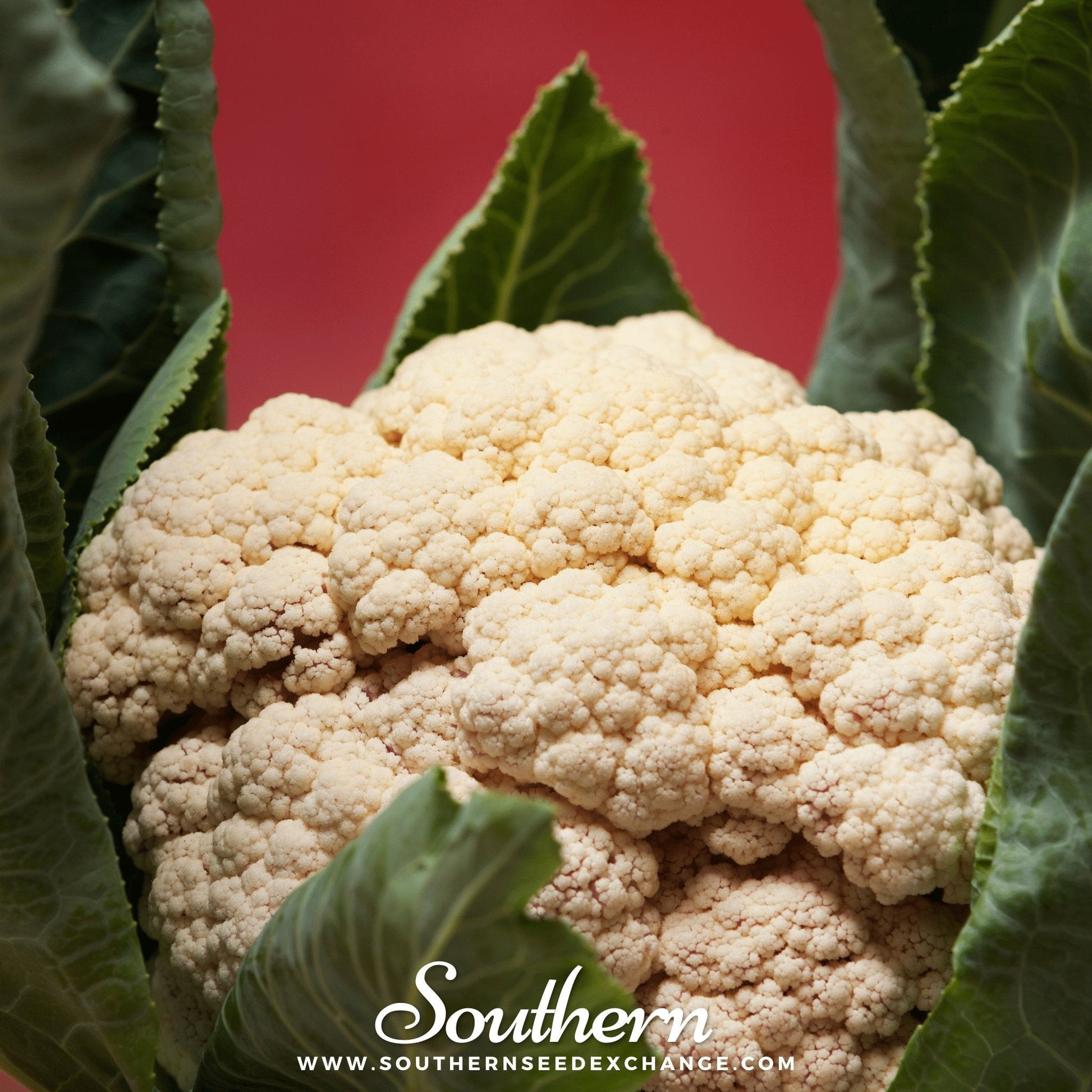 Close-up of a cauliflower head with green leaves on a red background, featuring the brand 'Southern'.