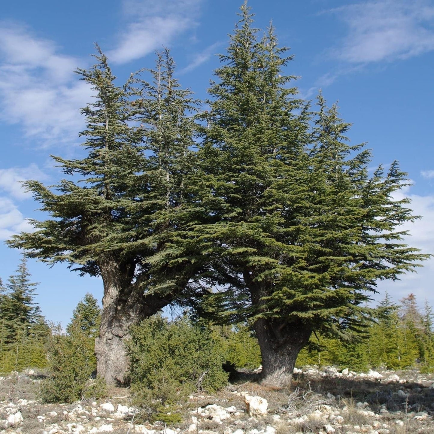 Cedrus Libani - 15 Seeds - Cedar of Lebanon Needled Evergreen Drought Tolerant Landscape Outdoor