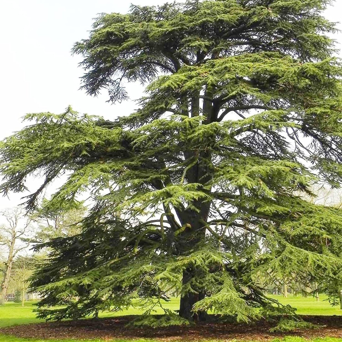 Cedrus Libani - 15 Seeds - Cedar of Lebanon Needled Evergreen Drought Tolerant Landscape Outdoor