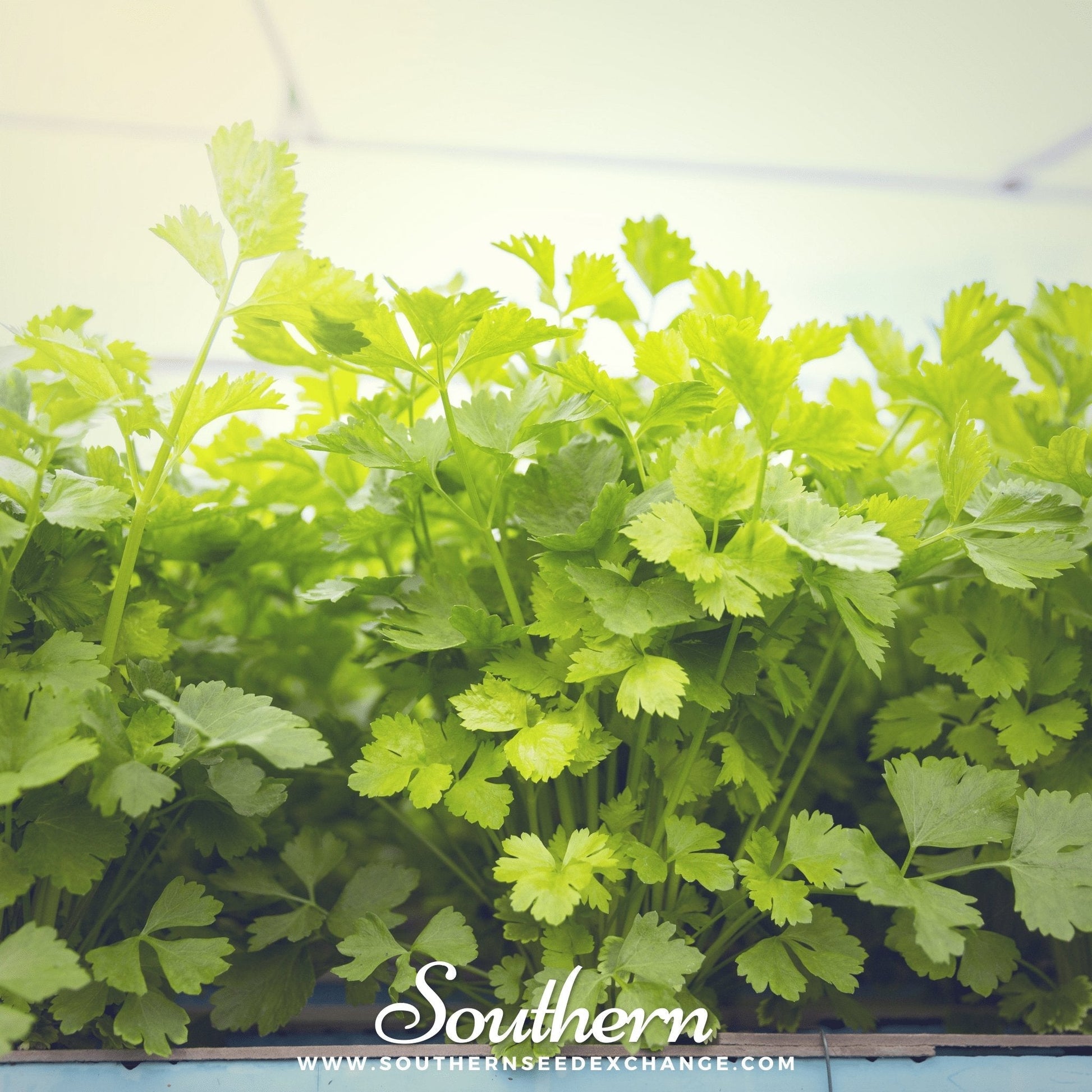 Close-up of green celery plants under a light source with 'Southern' branding.