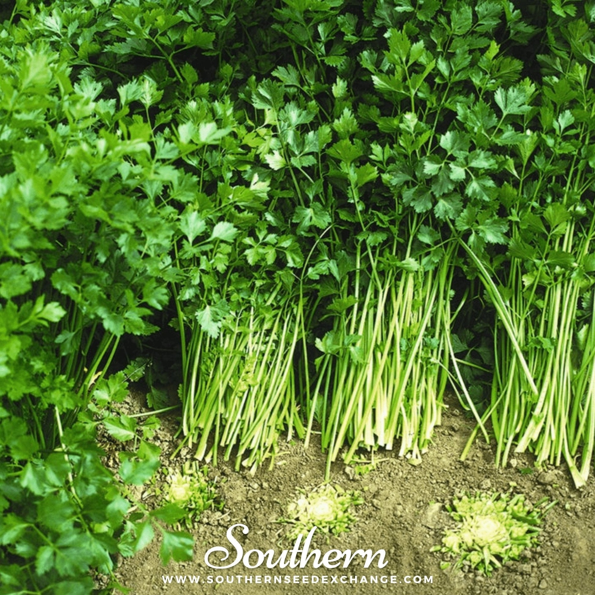 Bundles of fresh green celery with 'Southern' branding on a natural background.