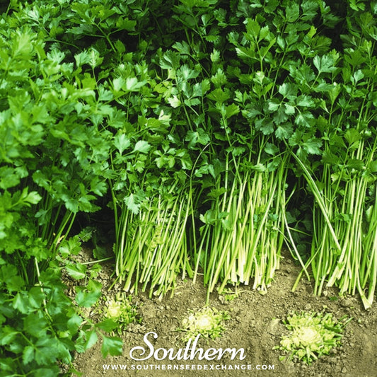 Bundles of fresh green celery with 'Southern' branding on a natural background.
