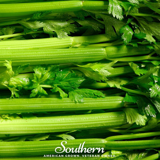 Close-up of fresh celery stalks with 'Southern' brand name.