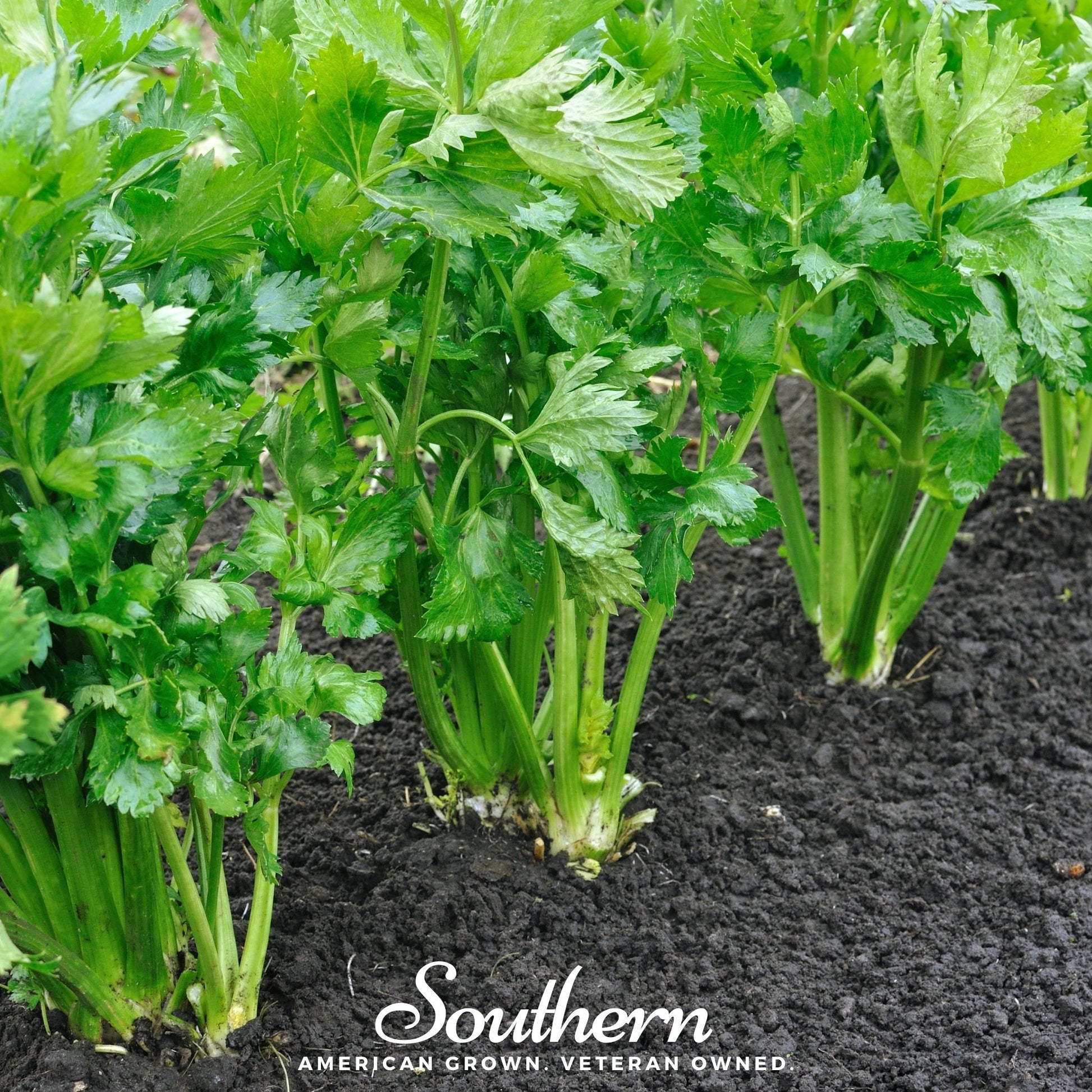 Celery plants growing in soil with 'Southern' branding.