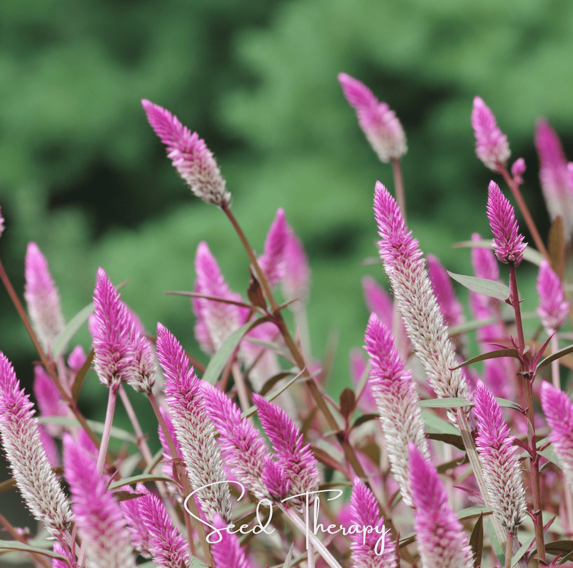 Close-up of pink Flamingo Feather Celosia flower spikes with a blurred green background, featuring the brand 'Seed Therapy'.