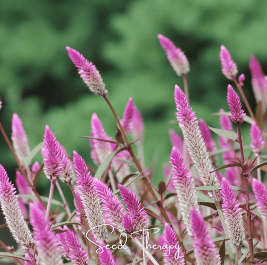 Close-up of pink Flamingo Feather Celosia flower spikes with a blurred green background, featuring the brand 'Seed Therapy'.