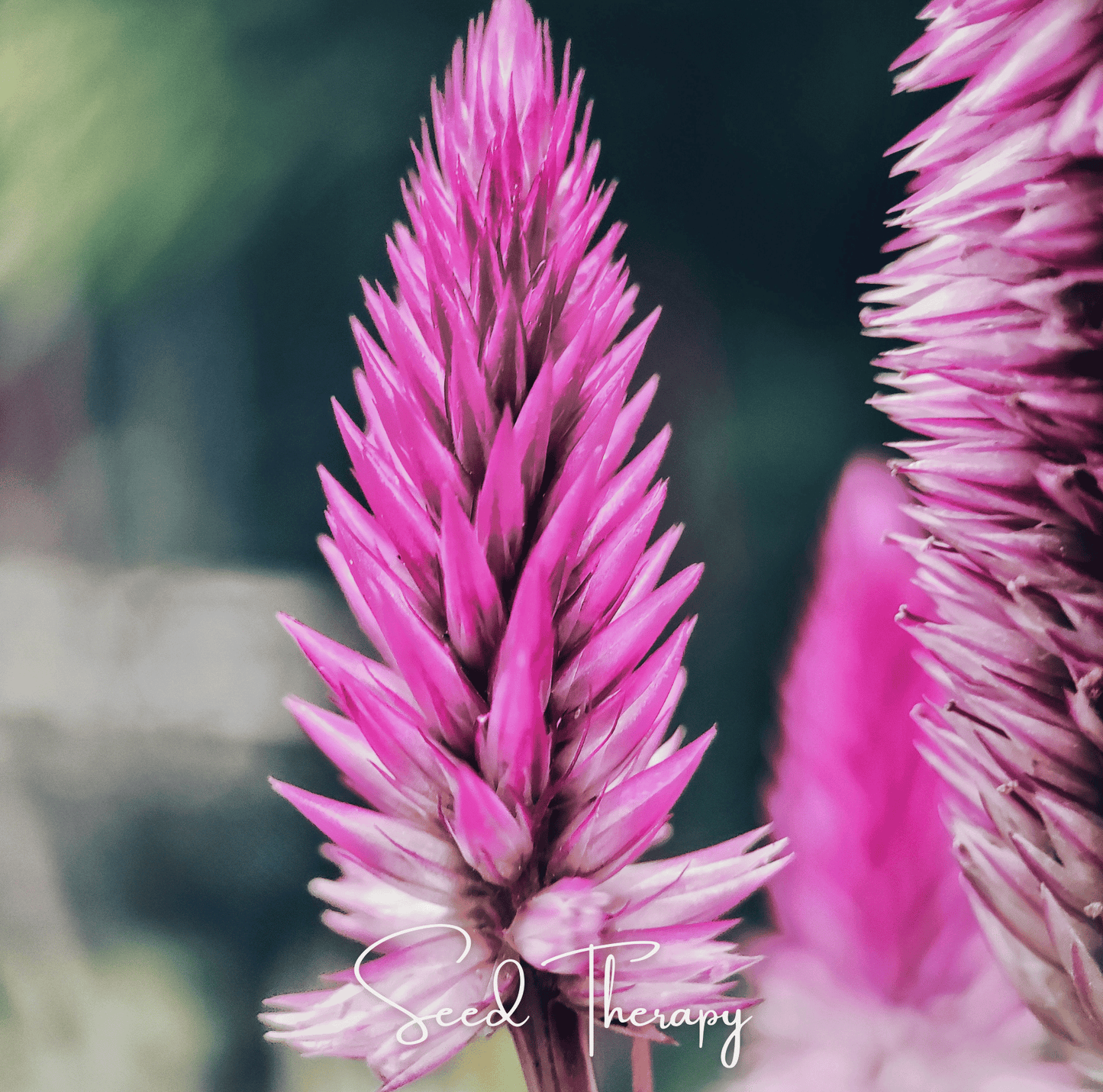 Close-up of pink celosia flowers with 'Seed Therapy' branding.