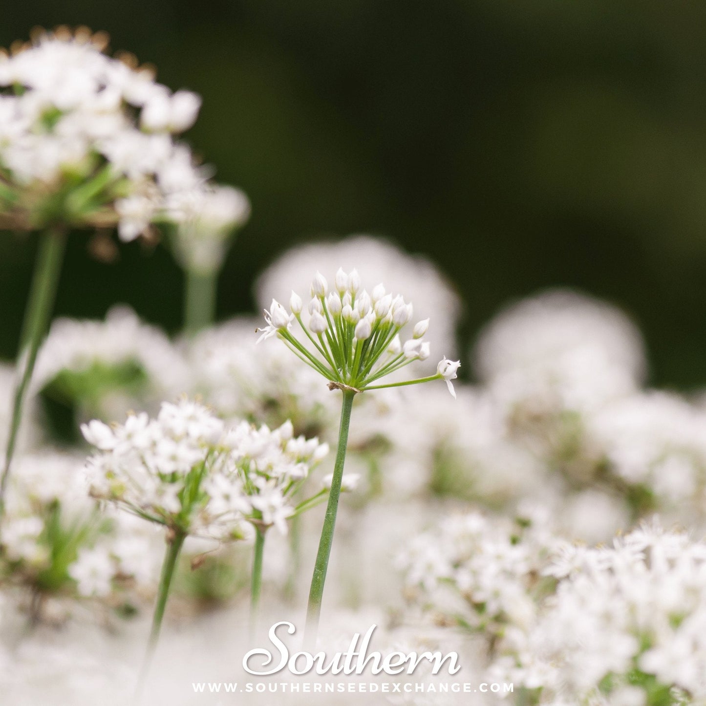 Close-up of white flowers of garlic chive plants with a blurred background, featuring the brand 'Southern'.