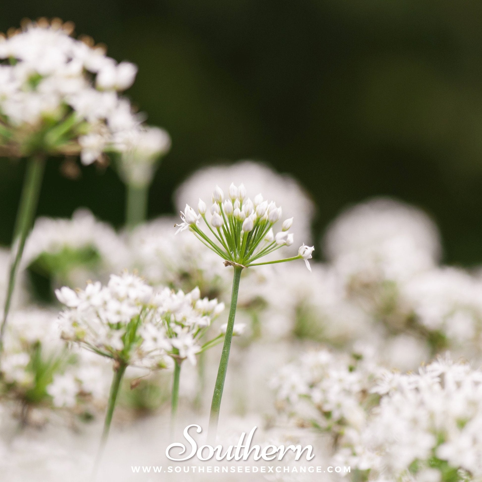 Close-up of white flowers of garlic chive plants with a blurred background, featuring the brand 'Southern'.