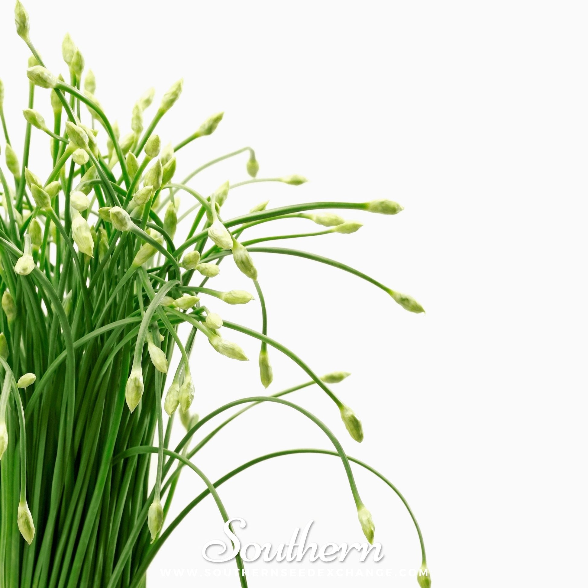 Bunch of green chives on a white background with 'Southern' branding.