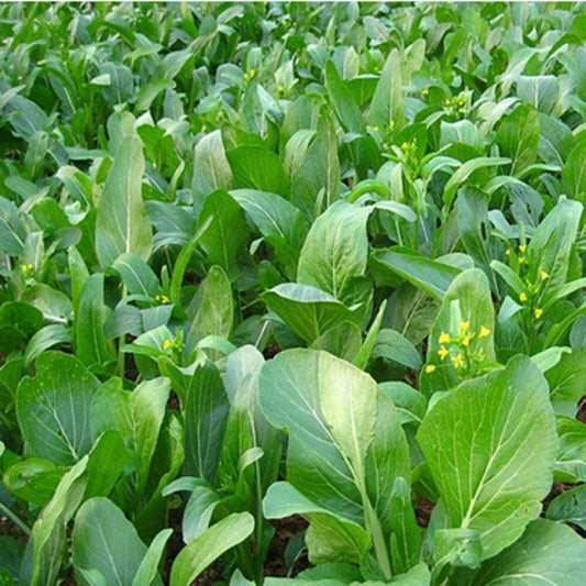 Field of green leafy vegetables with some yellow flowers.