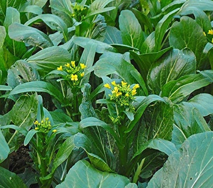 Close-up of green leafy vegetables with yellow flowers