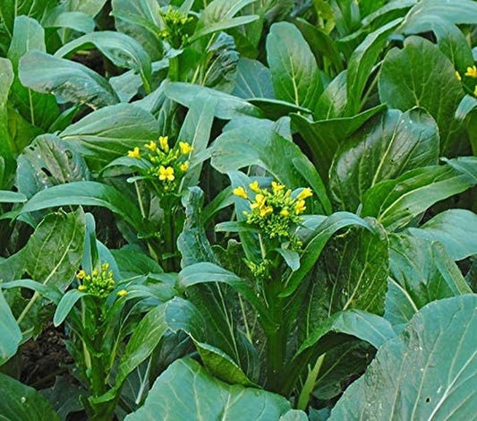 Close-up of green leafy vegetables with yellow flowers