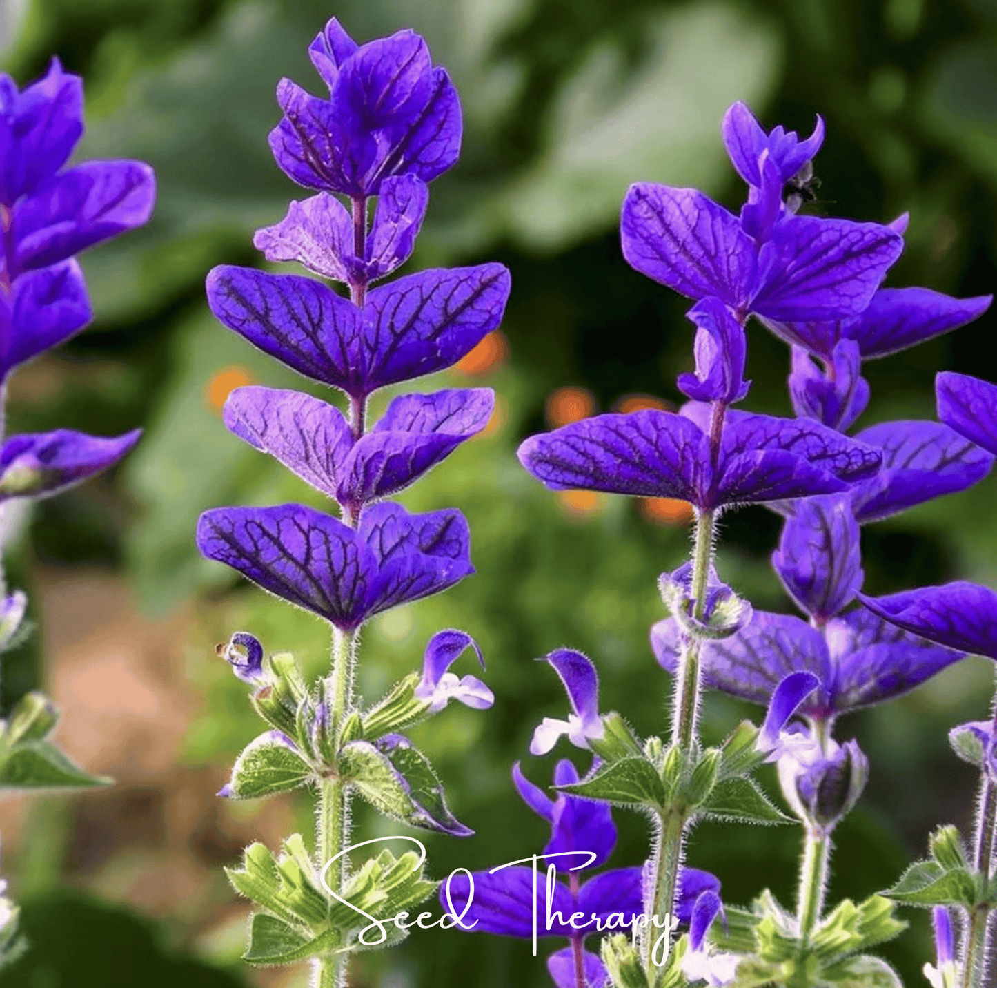 Close-up of purple Clary Sage flowers with a blurred green background