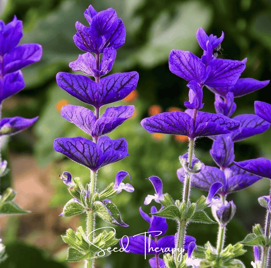 Close-up of purple Clary Sage flowers with a blurred green background