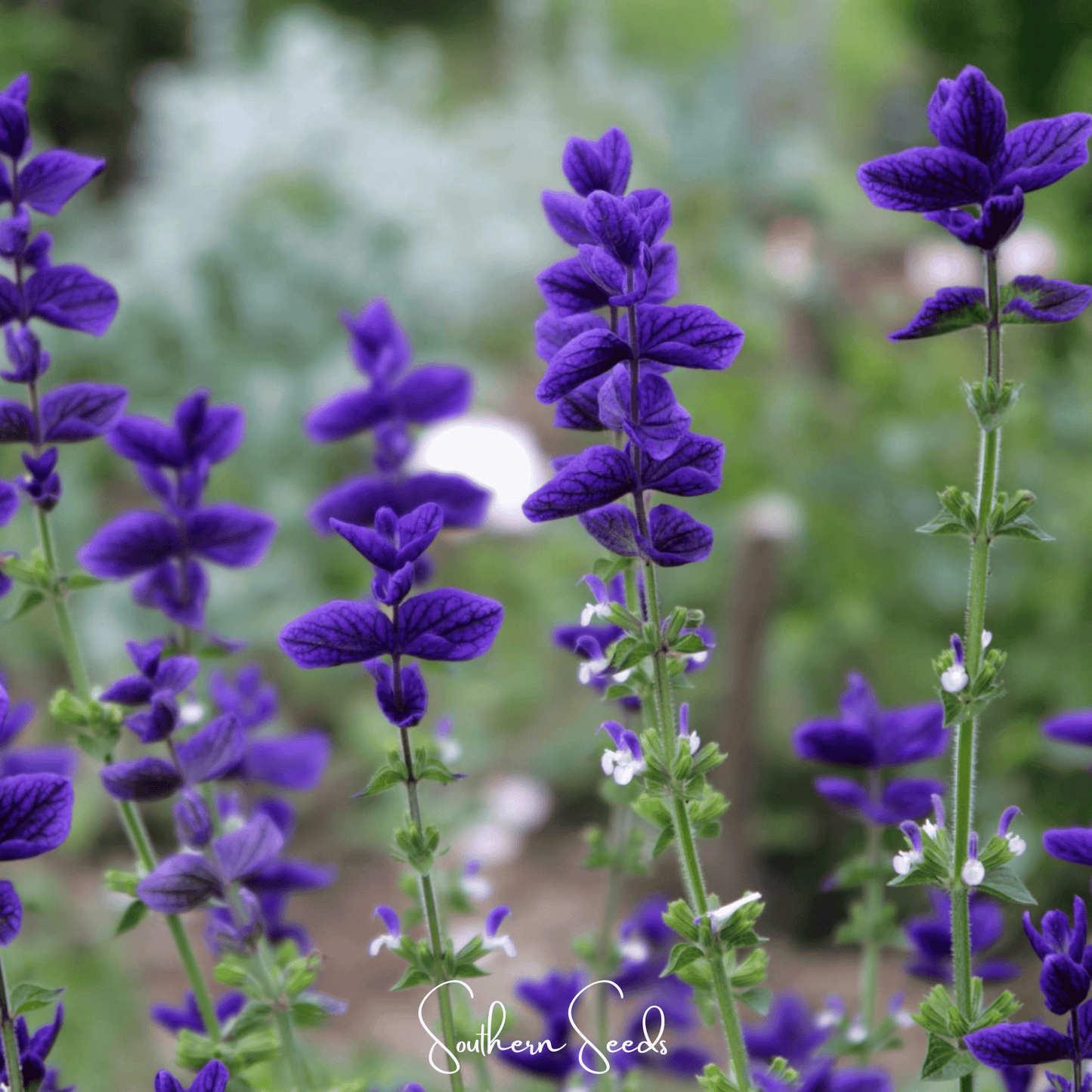 Close-up of purple flowers with a blurred garden background