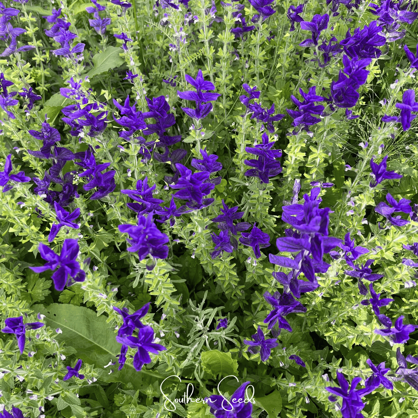 Close-up of purple flowers with green leaves, featuring the brand 'Southern Seeds'.